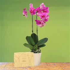 Phalaenopsis Orchid &amp; Chocolates
