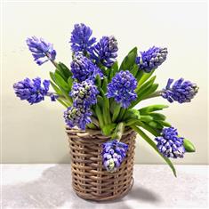 Blue Star Hyacinths